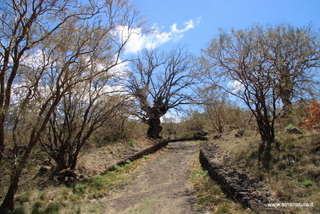 Roverella del Bivio